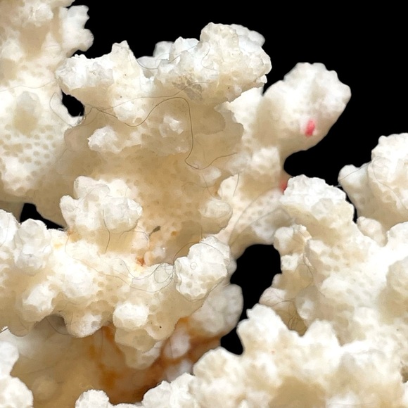 Vintage 1950s Natural Dried Coral Specimen Large Sculpture with Ceramic Base - Picture 11 of 12